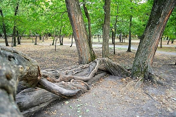 park_zitiste